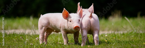 Zwei Ferkel auf einer Wiese im Sonnenschein photo