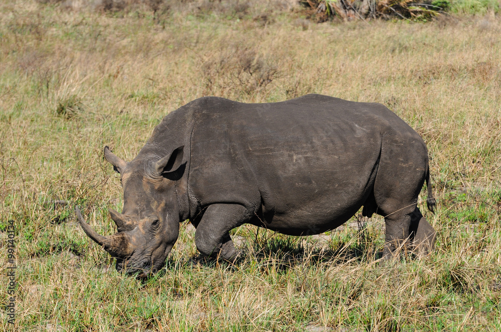 Fototapeta premium Breitmaulnashorn; White Rhinocerus; Portrait