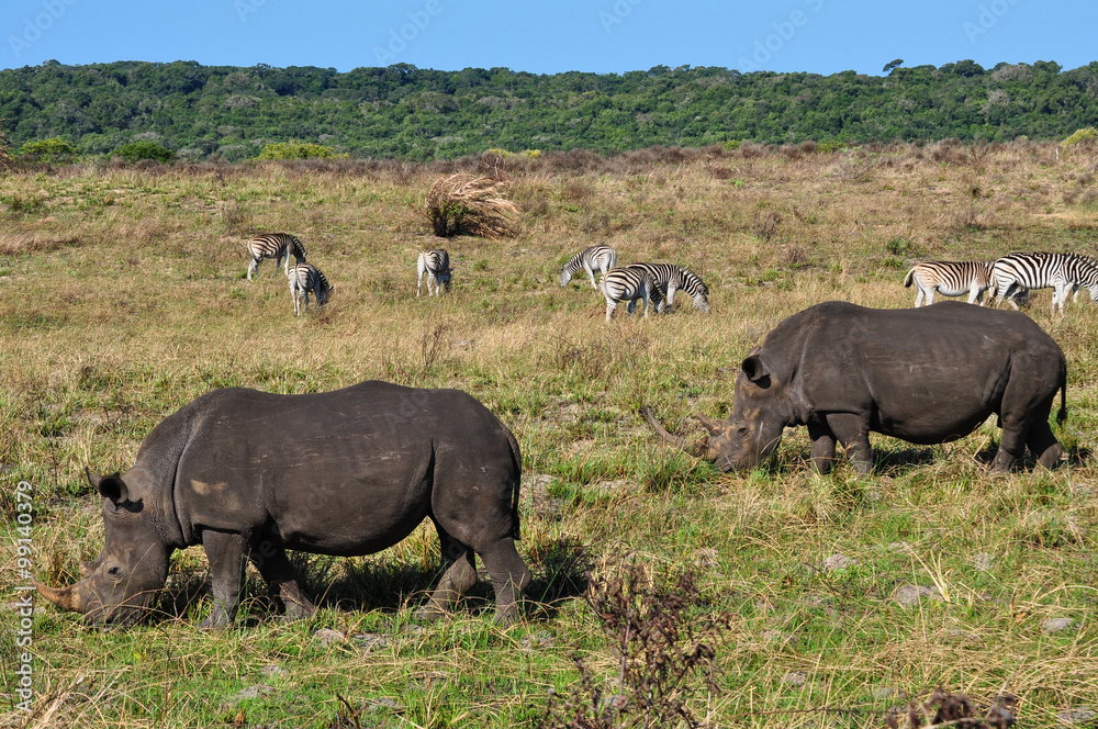 Breitmaulnashornpaar und Zebras; Südafrika Breitmaulnashornpaar und Zebras; Südafrika