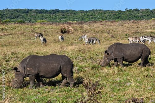 Breitmaulnashornpaar und Zebras; Südafrika