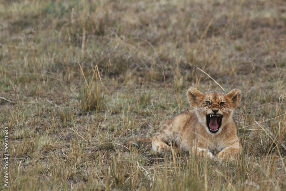 Naklejka premium Lion Cub Roaring