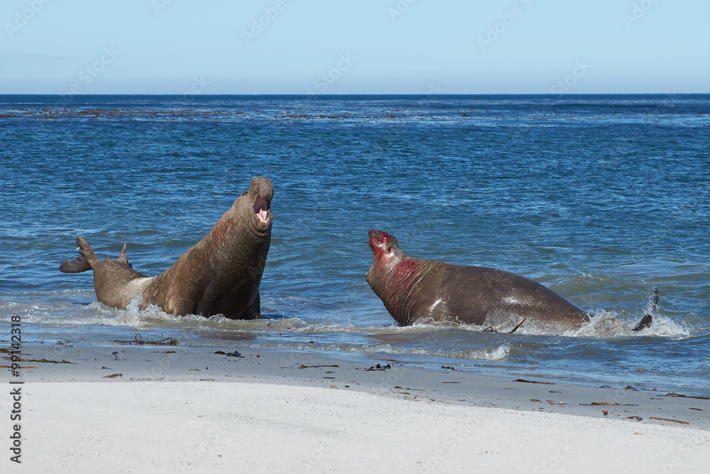 Obraz premium Male Southern Elephant Seals (Mirounga leonina) fighting during the breeding season on Sealion Island in the Falkland Islands.