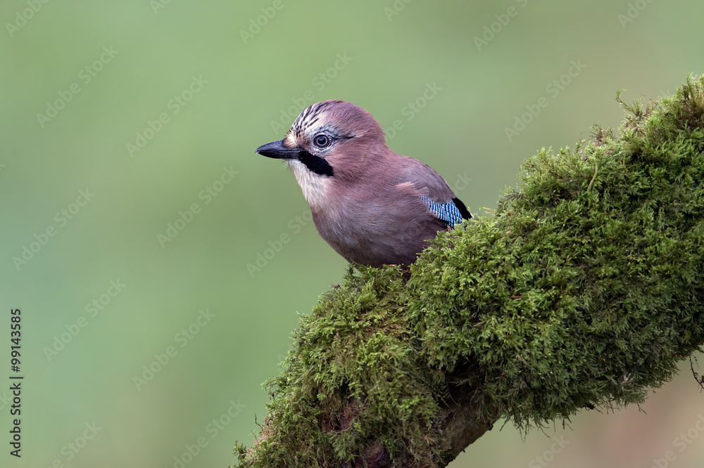 Obraz premium Jay (Garrulus Glandarius)/Jay perched on mossy branch against a green forest background