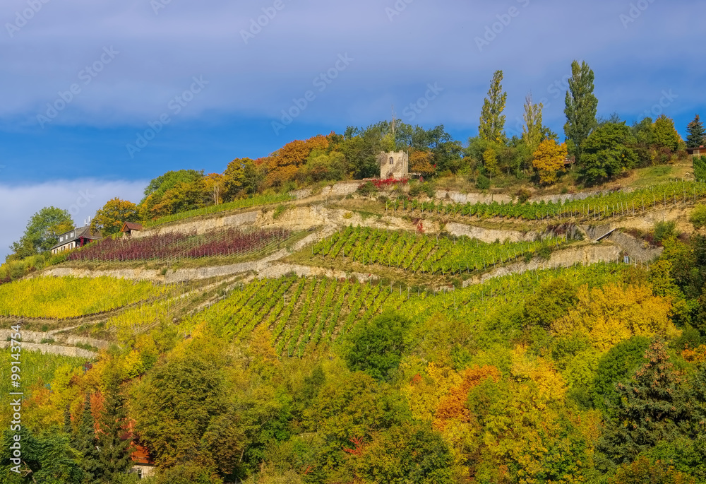Fototapeta premium Saale Unstrut Weinberge - Saale Unstrut vineyards 07
