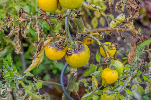 Tomate Braunfaeule - tomato late blight 04 photo