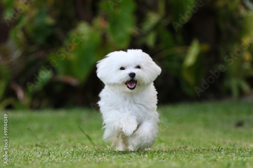 White Maltese Dog Running