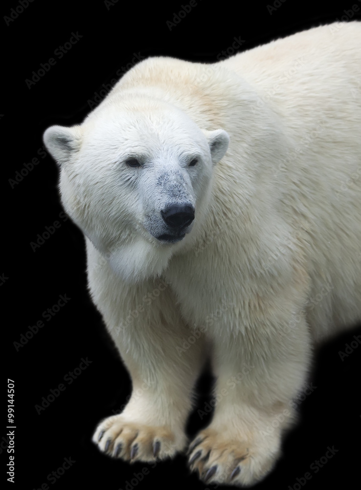 Menacing stare of a mighty polar bear female, isolated on black background. Half length portrait of the most dangerous beast of the world. Cute and cuddly live plush teddy. Menacing stare of a mighty polar bear female, isolated on black background. Half length portrait of the most dangerous beast of the world. Cute and cuddly live plush teddy.