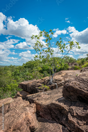 Tree between Rocks, Mitchell Plateau, Western Australia