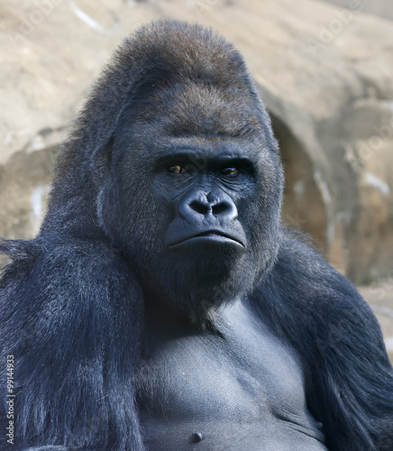 Bust portrait of a gorilla male, severe silverback, on rock background. Menacing side look of the great ape, the most dangerous and biggest monkey of the world. The chief of a gorilla family..