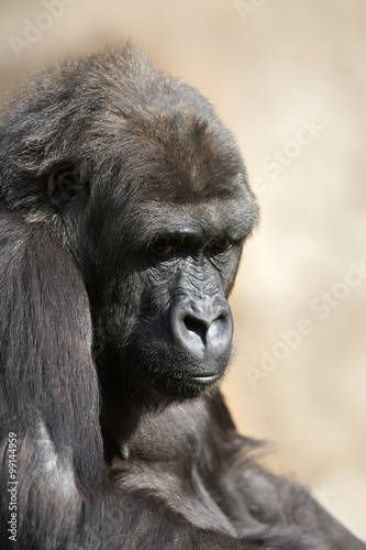A young gorilla female with low state in the monkey family on blur background. Sad eyes of the monkey, great ape, the most dangerous and biggest primate of the world. © andamanec
