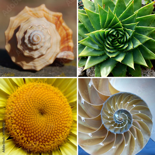 Beautiful Golden Ratio Spirals in Nature фототапет