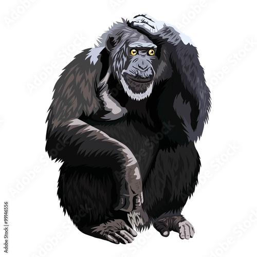 chimpanzee