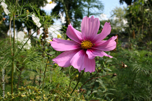 cosmea pink schönheit sommer kosmeenblüte
