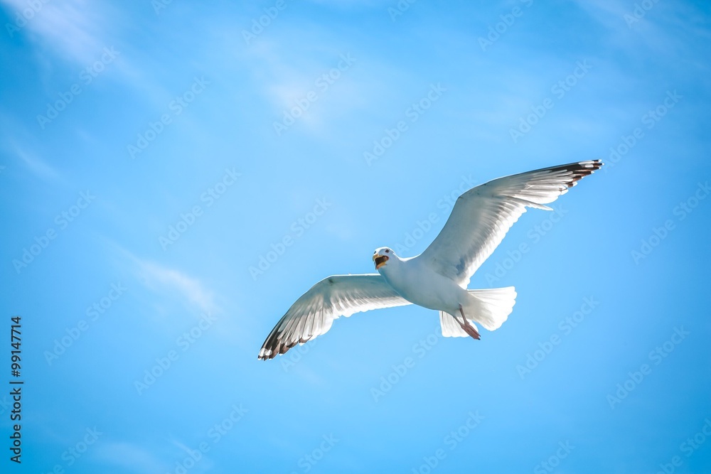 Obraz premium Чайка на охоте