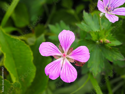 ピンクの花