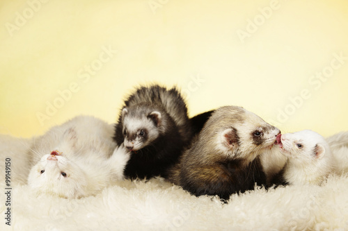 Group of playing ferrets