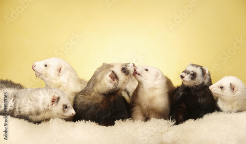 Group of ferrets posing in studio