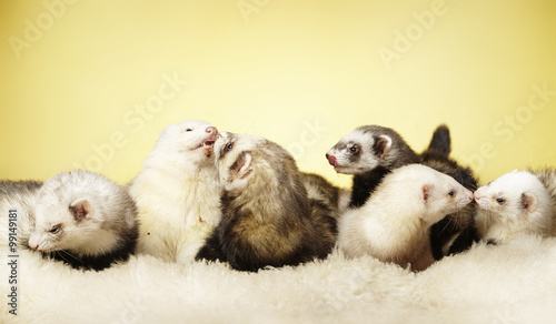 Group of ferrets in studio