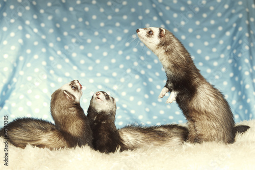 Funny ferret group