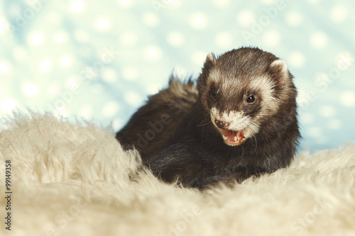 Wil ferret male portrait in studio © Couperfield