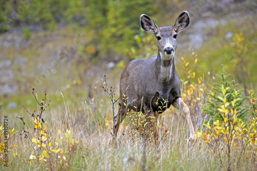 Curious Mule Deer Doe standing in grass by willow bushes