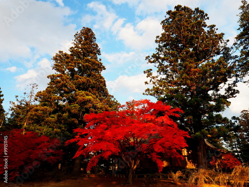 世界遺産　平泉　毛越寺　紅葉 photo