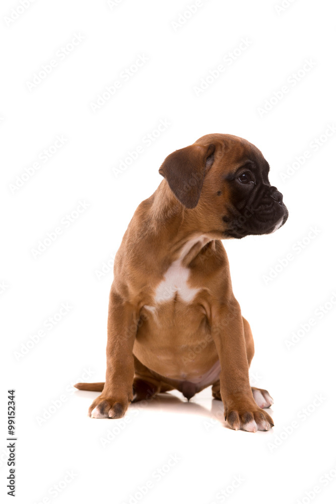 Obraz premium Beautiful boxer puppy