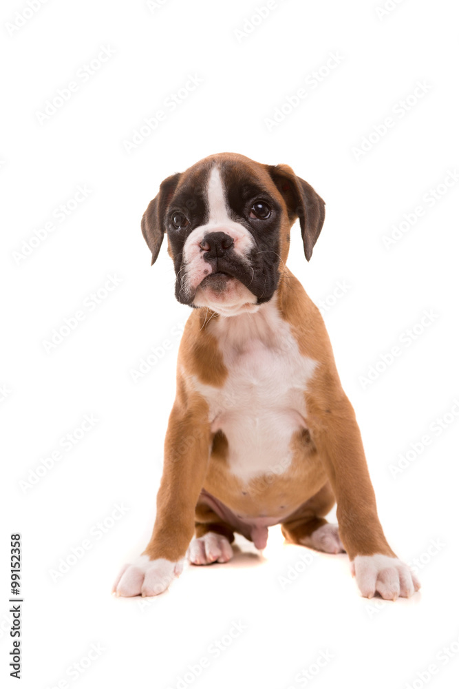 Beautiful boxer puppy