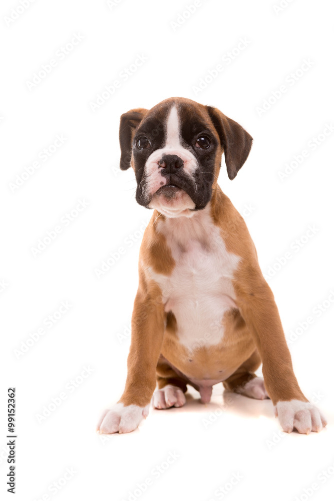 Beautiful boxer puppy