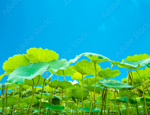 green lotus leaves on the blue sky