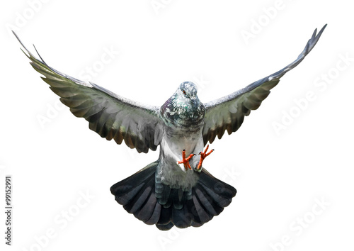 flying pigeon bird in action isolated