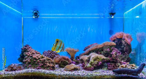 Принти на полотні Coral reef ecology in aquarium