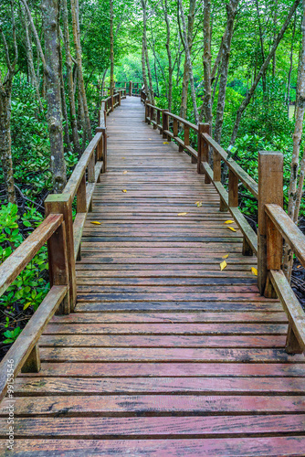 Wooden walkway and abundant mangrove forest in Southern Thailand. For nature walks to study coastal plants and animals.