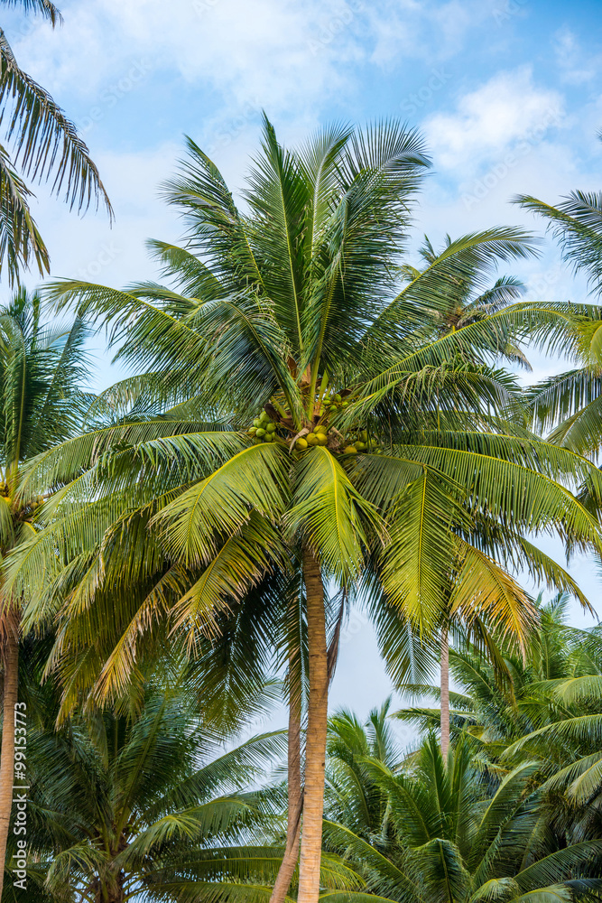 Palm tree with coconut fruits in a garden. Cocos nucifera is a member of the palm family. Palm tree with coconut fruits in a garden. Cocos nucifera is a member of the palm family.