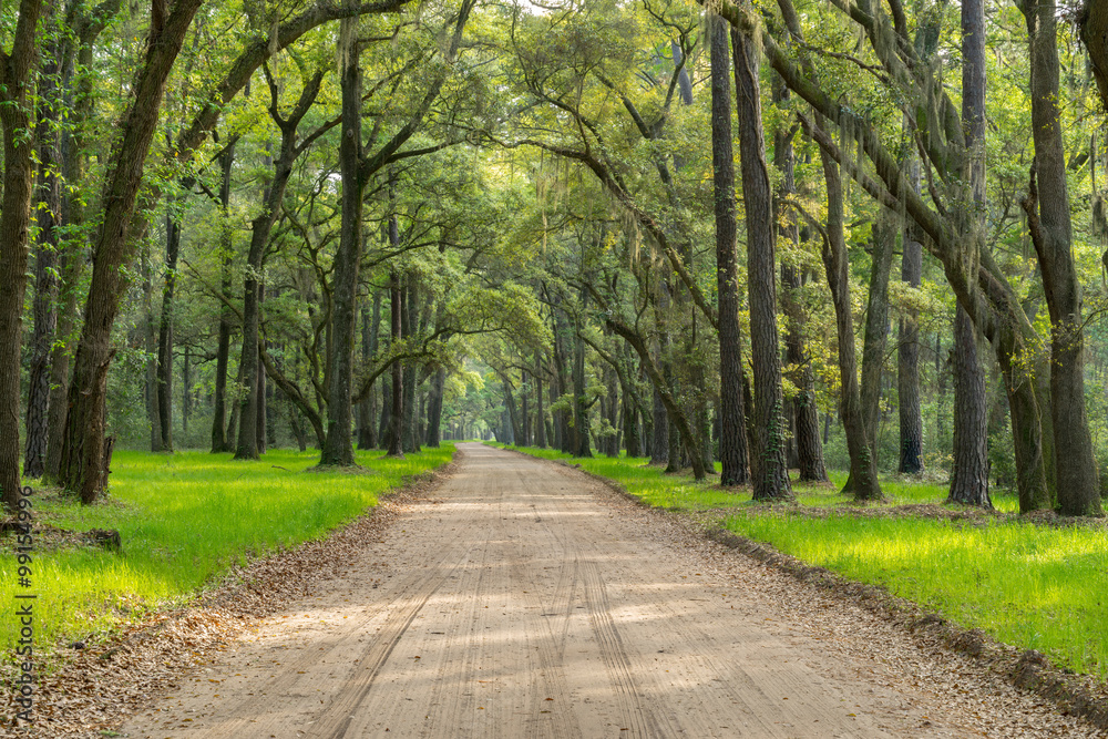 A lush canopy of Live Oaks with Spanish Moss hanging from the branches give this lowcountry dirt road on Edisto Island near Charleston, SC a surreal feeling.