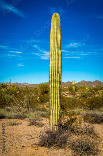 Saguaro Cactus in Arizona desert