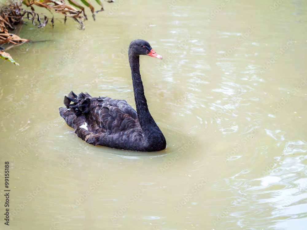 Fototapeta premium black swan swimming on the pond