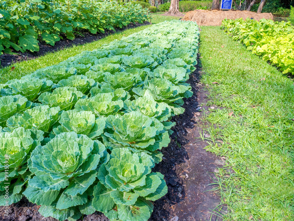 Fototapeta premium Rows of green vegetable on field, cabbage