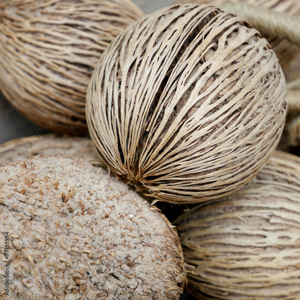 The close up of dried pong pong seed (othalanga, suicide tree).