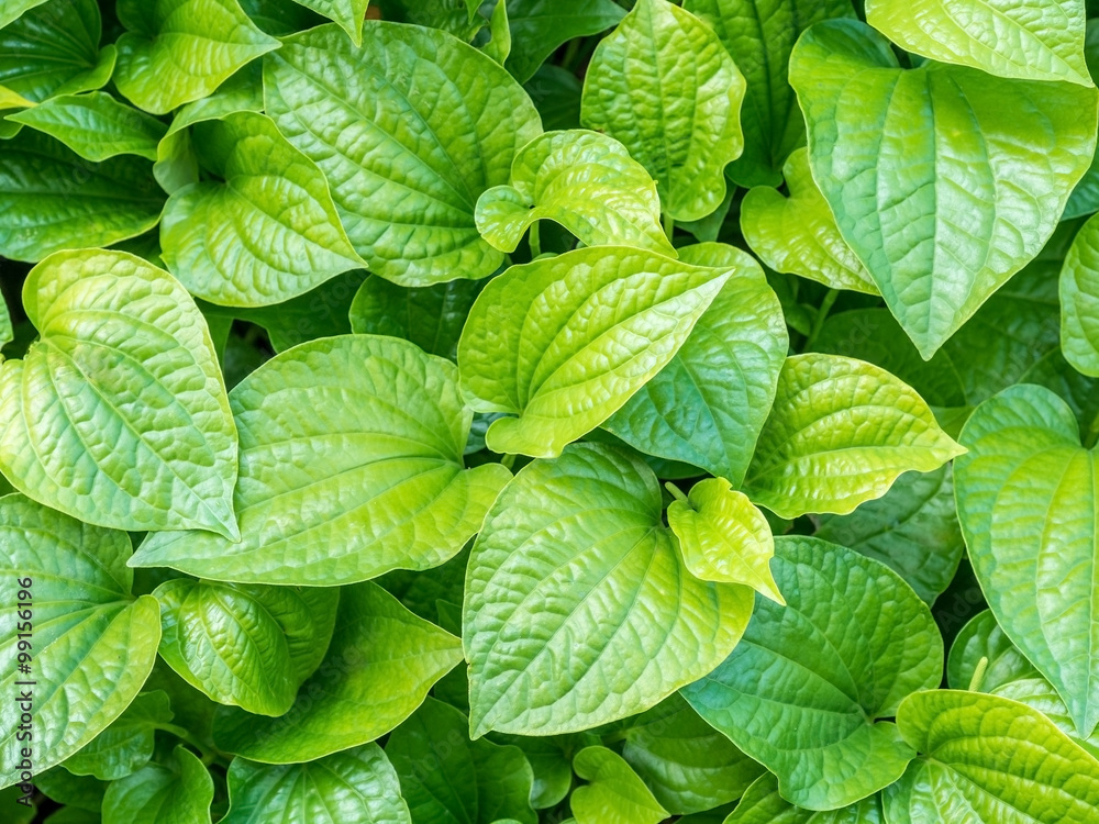 Vegetables and herbs, medicinal substance in it leaves Vegetables and herbs, medicinal substance in it leaves