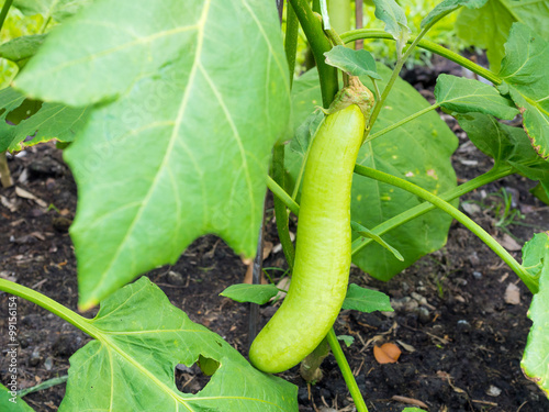 eggplant fruits growing in the plant
