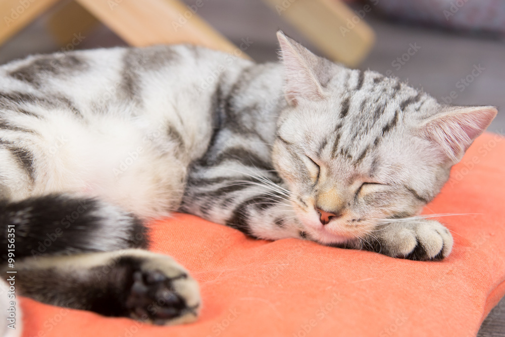 Obraz premium Cat in cafe