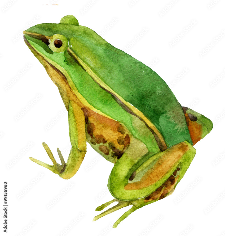 Obraz premium watercolor frog