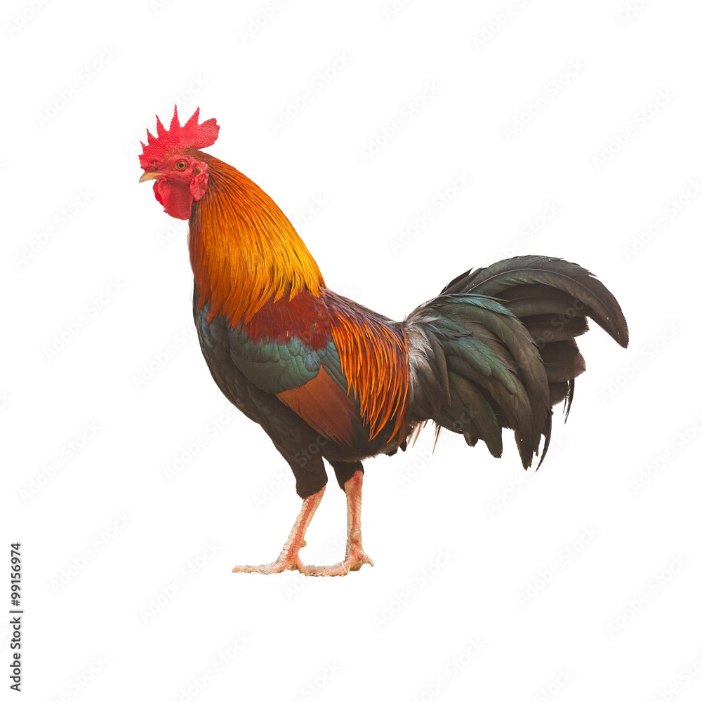 Fototapeta premium Colorful Rooster isolated