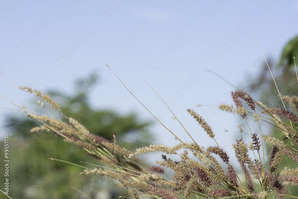 grass on a blurred background . grass on a blurred background .