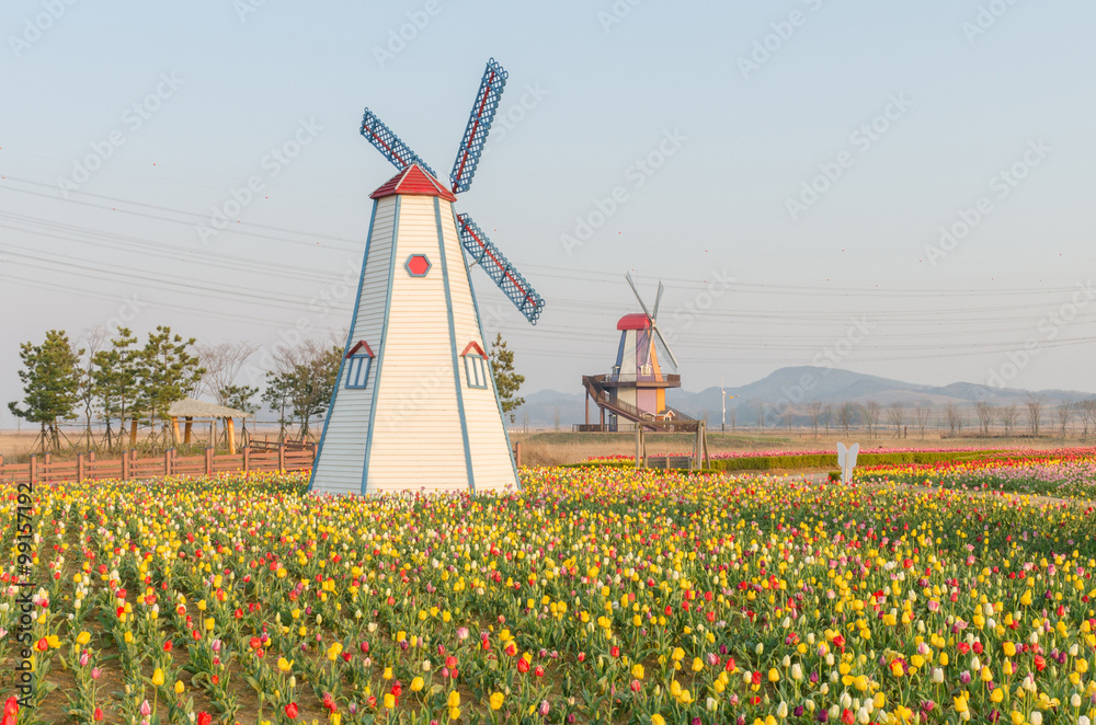 colorful tulips in the park and wooden windmills on background