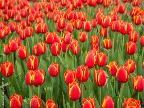 Tulip flower fields