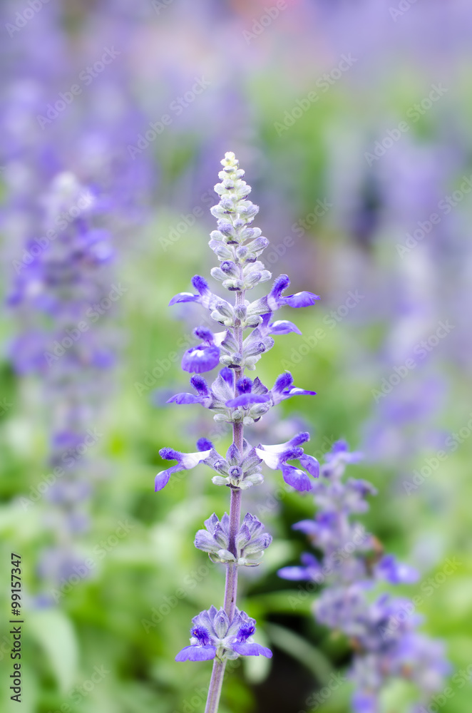 Blue salvia flower