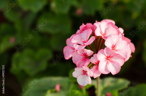 Fototapeta Naklejka Na Ścianę i Meble -  Pink geranium in the garden