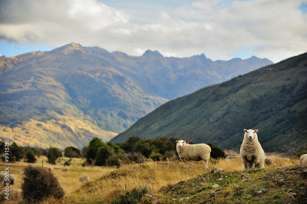 Fototapeta premium Sheep in New Zealand.